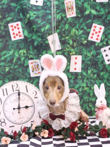 20250419サニーくん